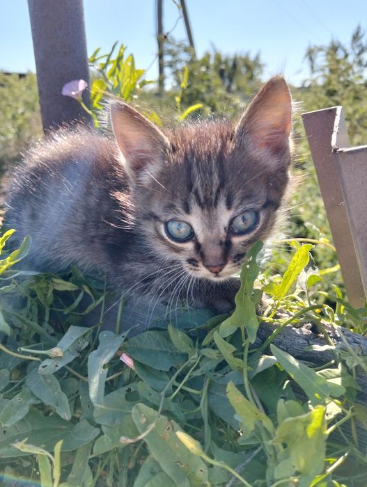 Отдам котят  в добрые руки