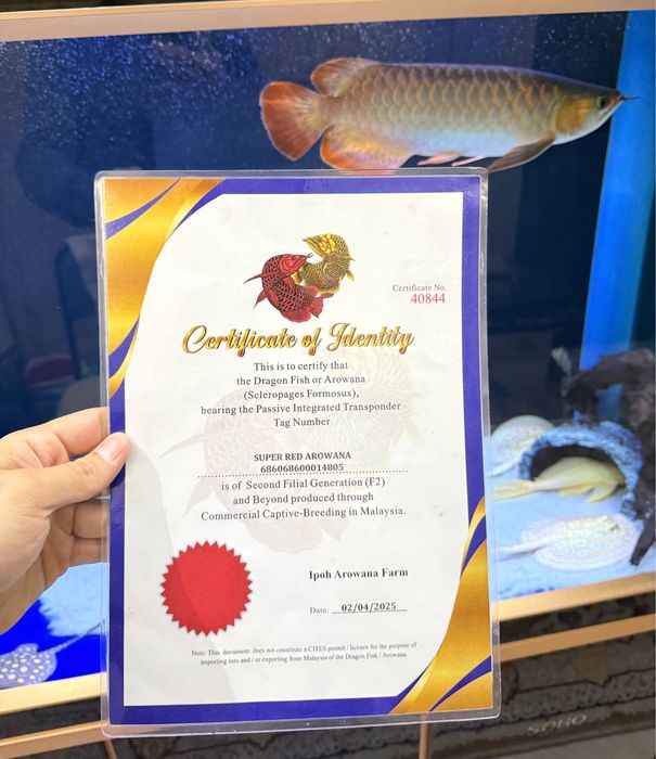 Продаётся рыба Arowana/Арована