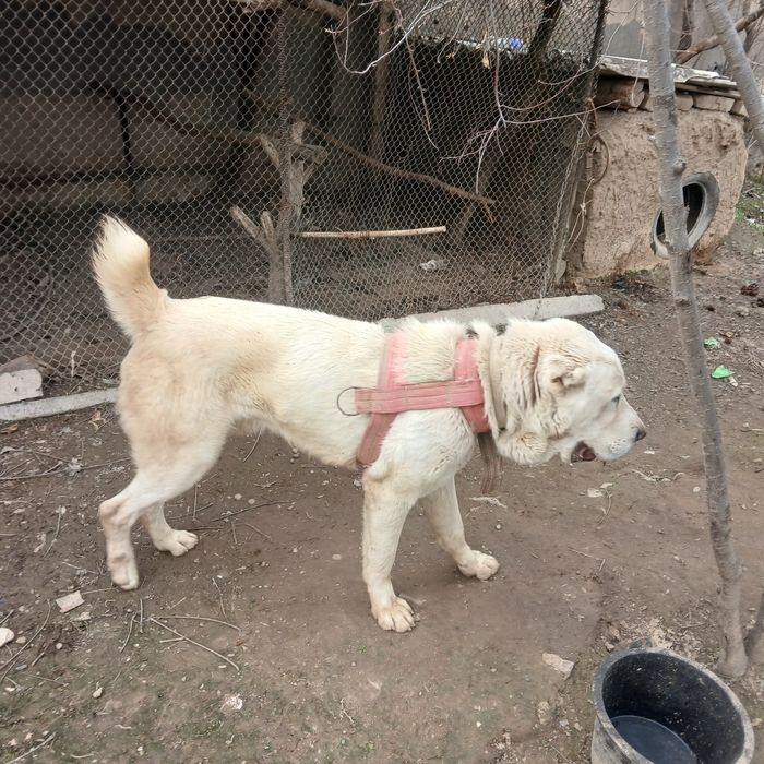 Toza qon TURKMAN ALABAY. 1 yoshda