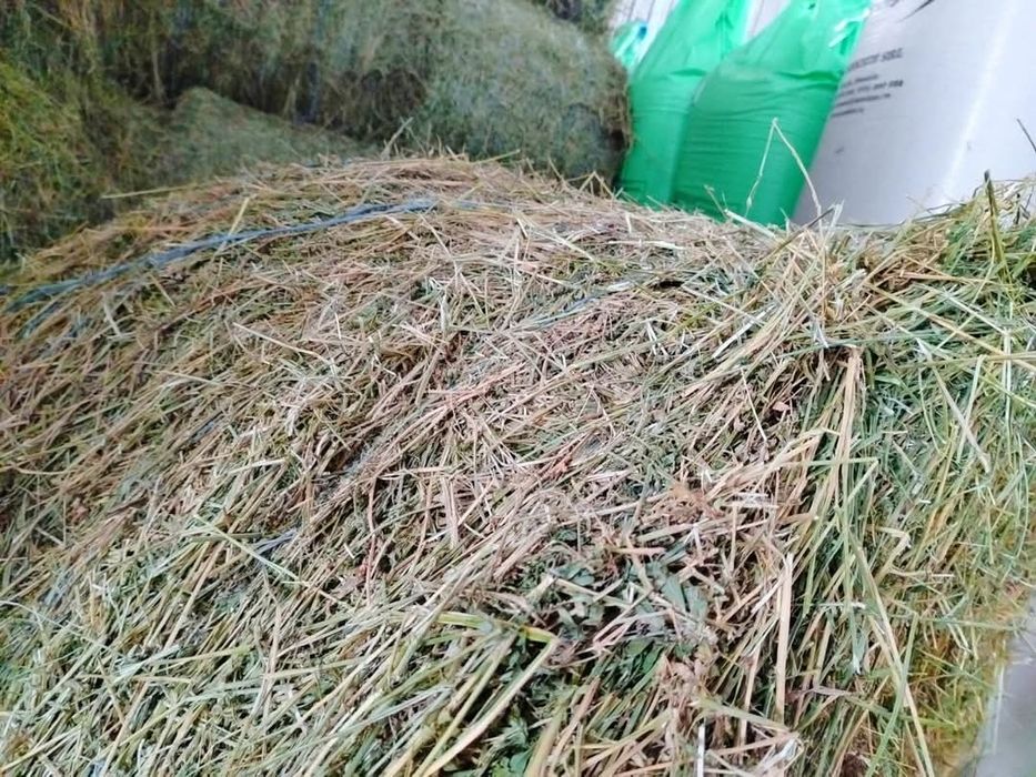 Vand baloti de lucernă 1.5leikg