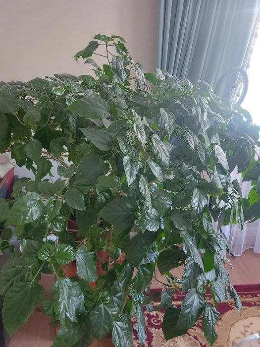Продам розы  комнатные цветы
