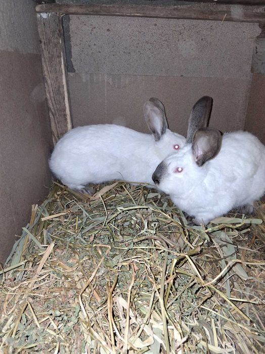 Femele urias de transilvania