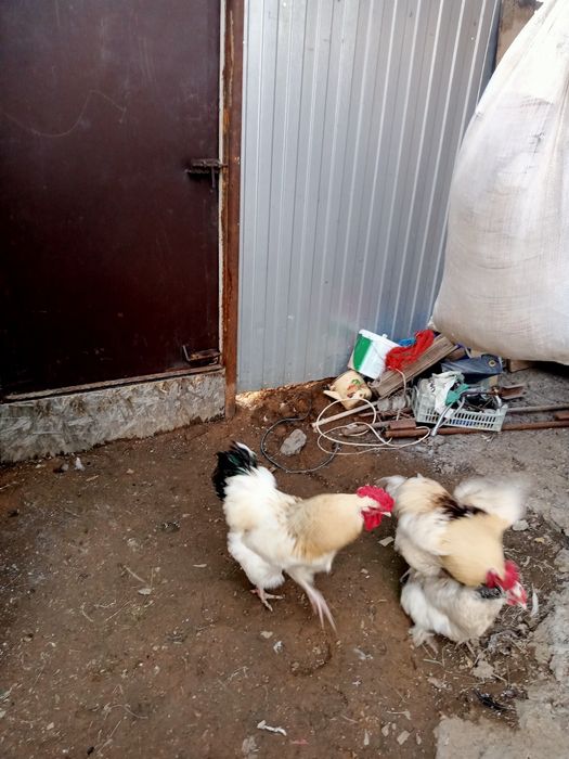 Продается Домашний Петух 1шт