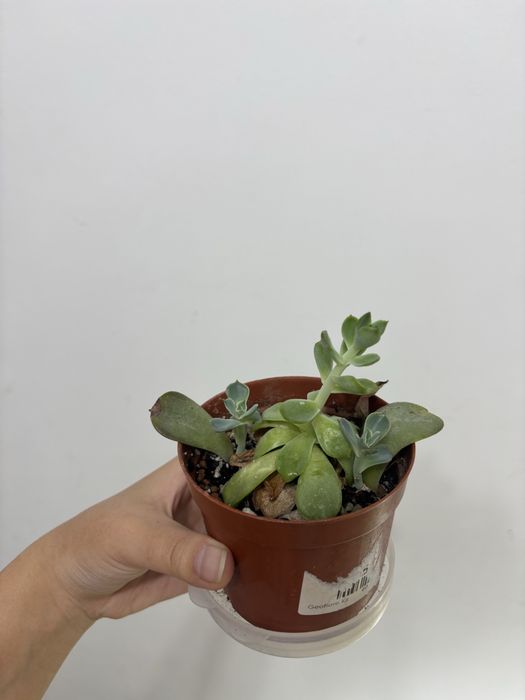 Продам суккуленты
