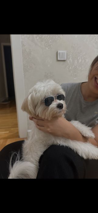 Мальтийская болонка