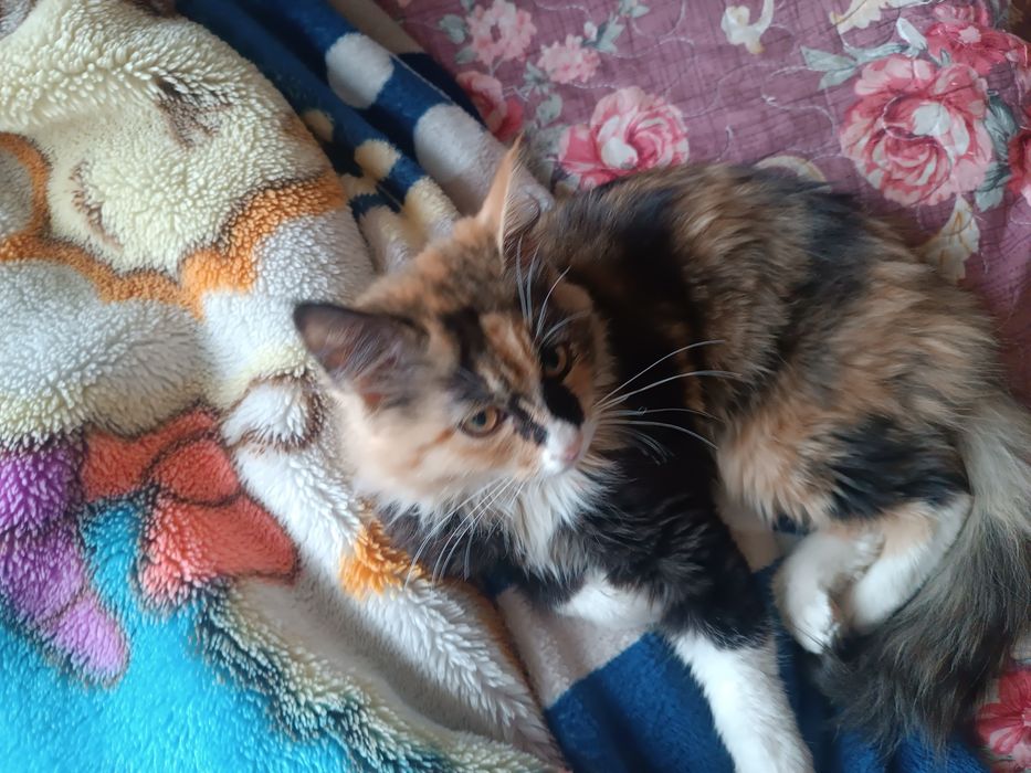 Сибирская кошка !