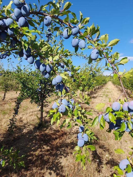 Prune Stanley de vanzare