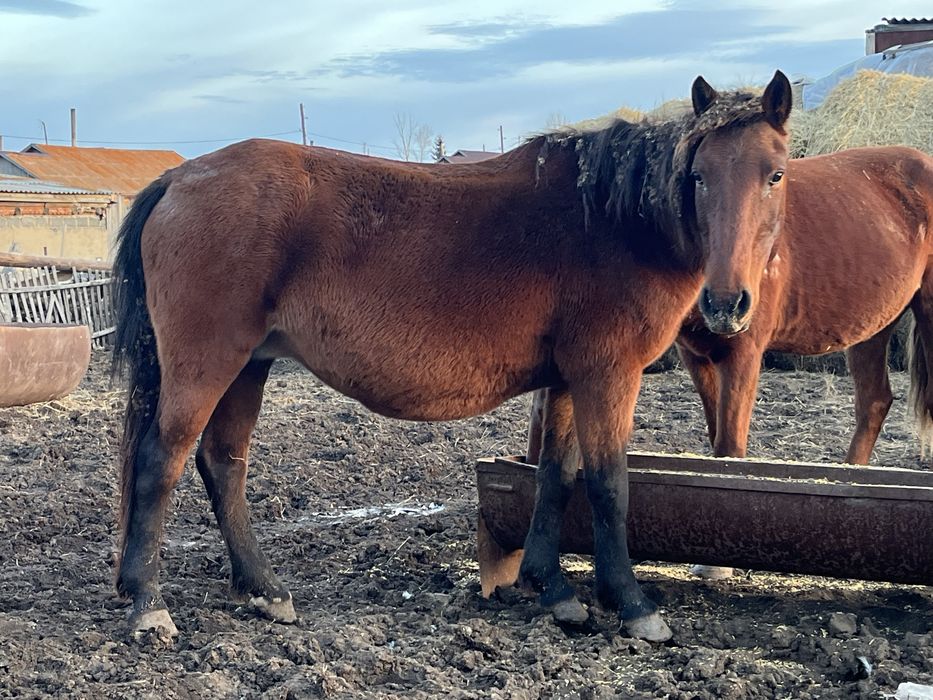 Продам двух кобыл