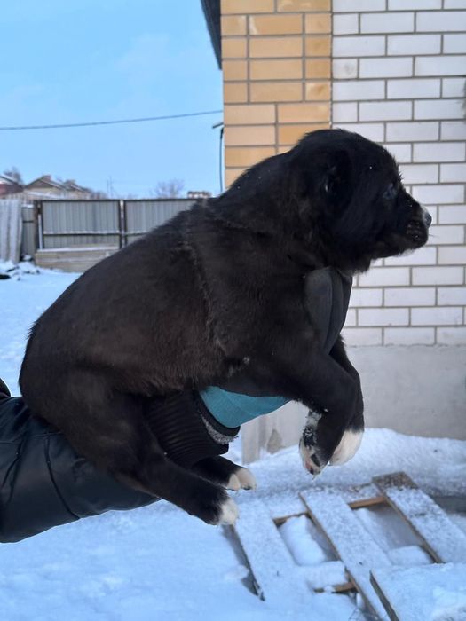 Щенки САО  40 дней 2 сучьки