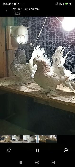 Porumbei voltati indieni