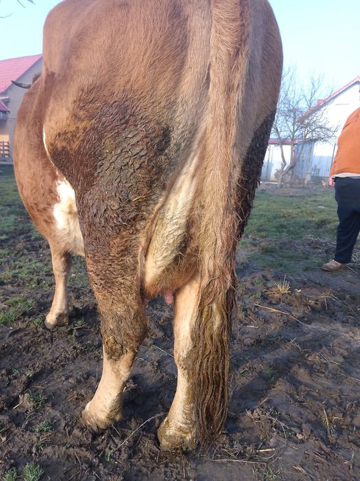 Vând vacă Bălțată Româneasca cu tăuraș