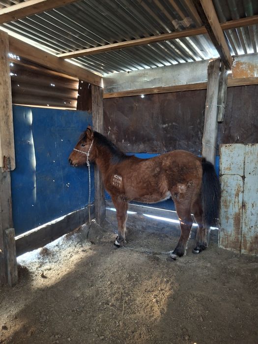 Жабағы сатамын, жеребец