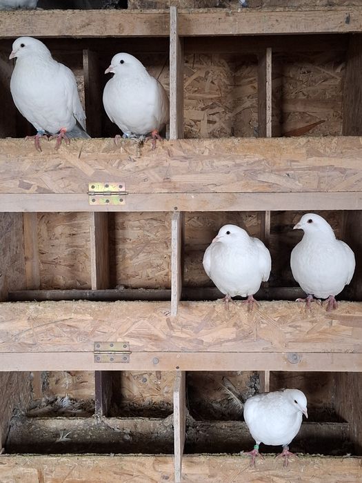 Vand porumbei Hubble