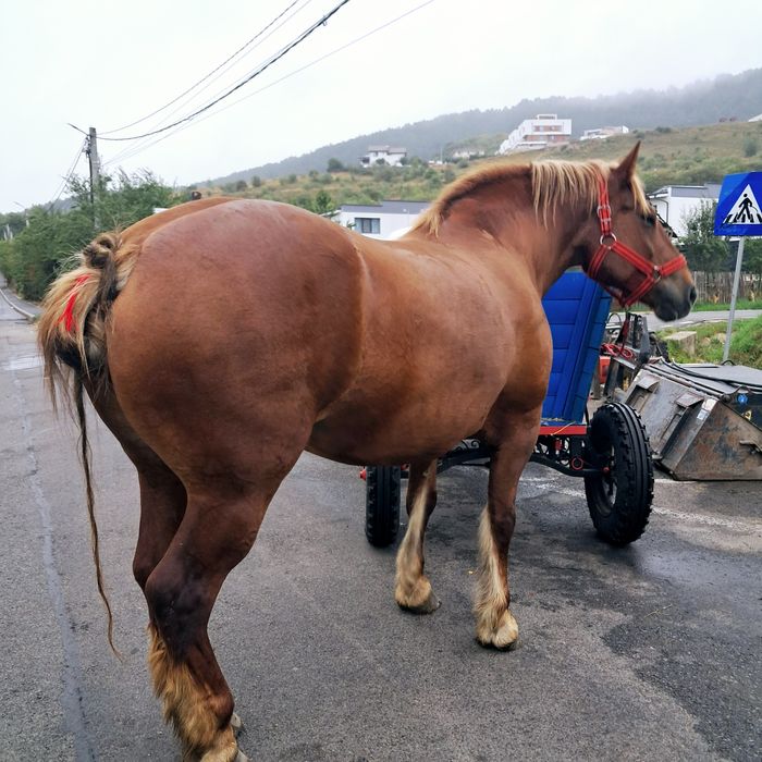 Vand iapa grea 8 ani