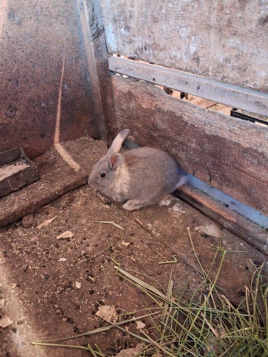 Продаю кроликов  от 2000 выше