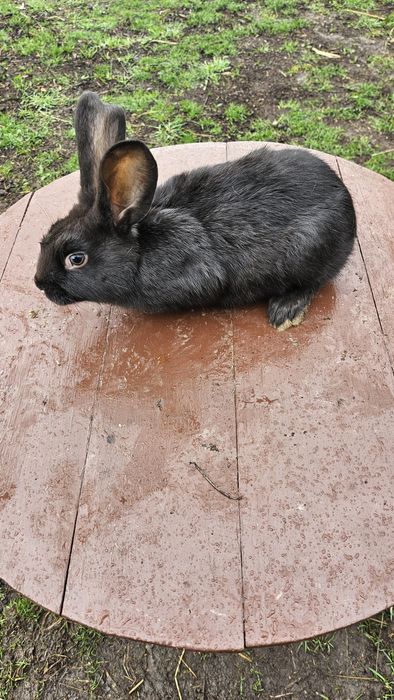 Vând iepurași  femele si masculi  Hycole francez