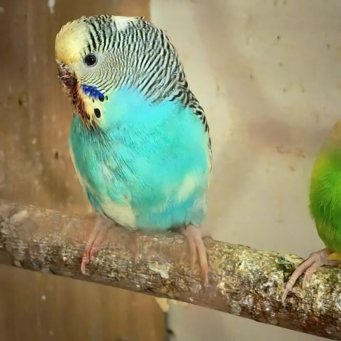 Вълнисти папагалчета