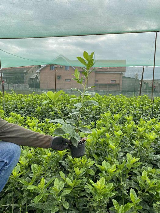 Gard  verde / Prunus Laurocerasus / Photinia Red Robin / Leylandii