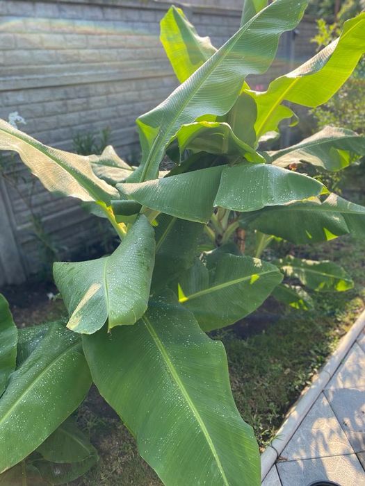 Banani roditori (in ghiveci)