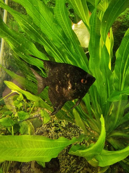 Продам аквариумных рыбок