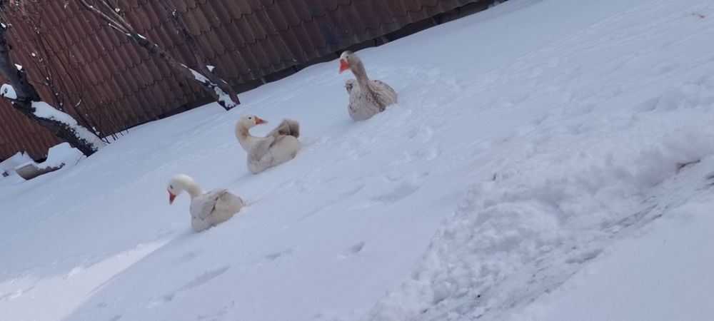 Гуси Линда  белые