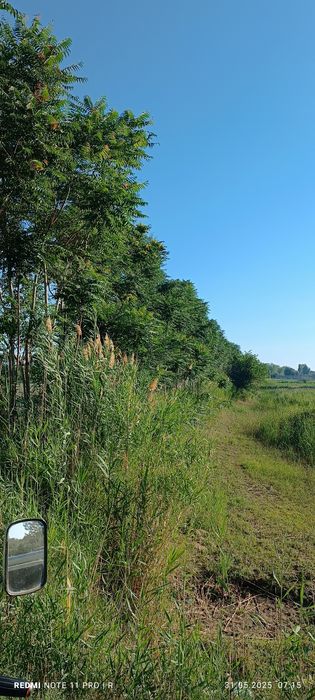 Soqolsiz xolalar mushuk qalpoqlari