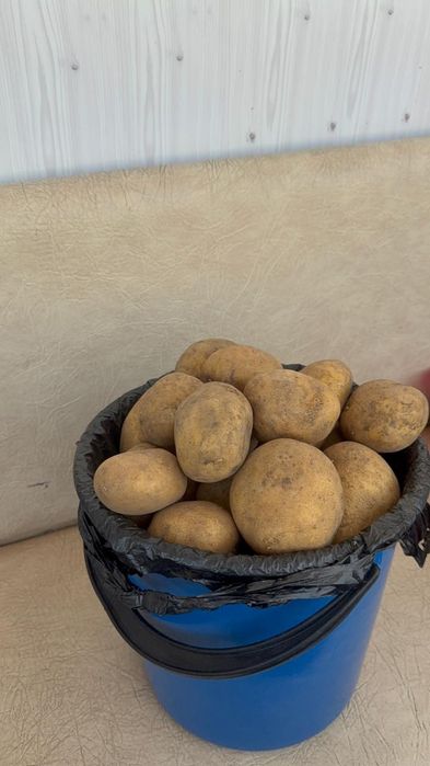 Картошка   дачная