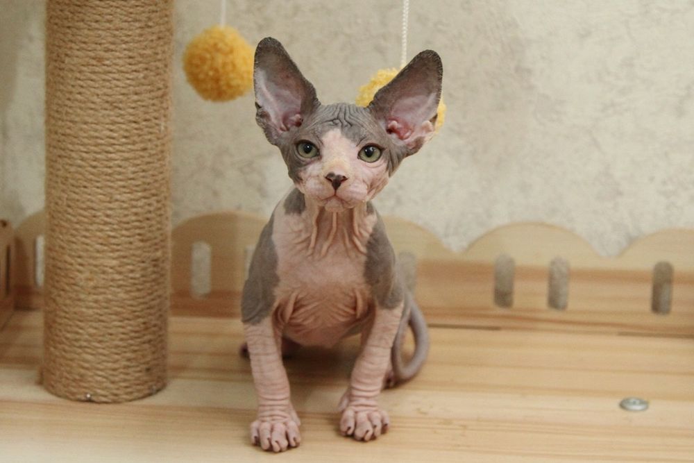 Кошечка, канадский сфинкс