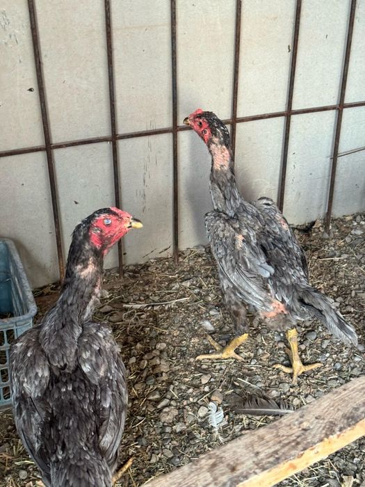 Дакан таза қанды жас тауықтар сатылады