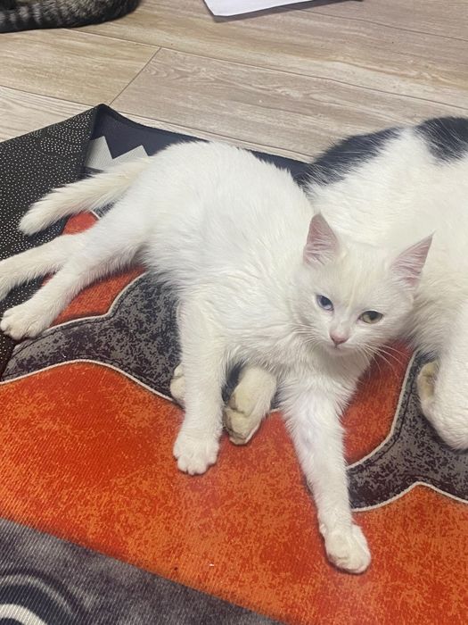Котенок ждёт хозяев!