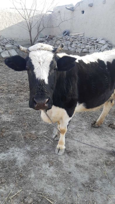 Boqiladigan sigir sotiladi