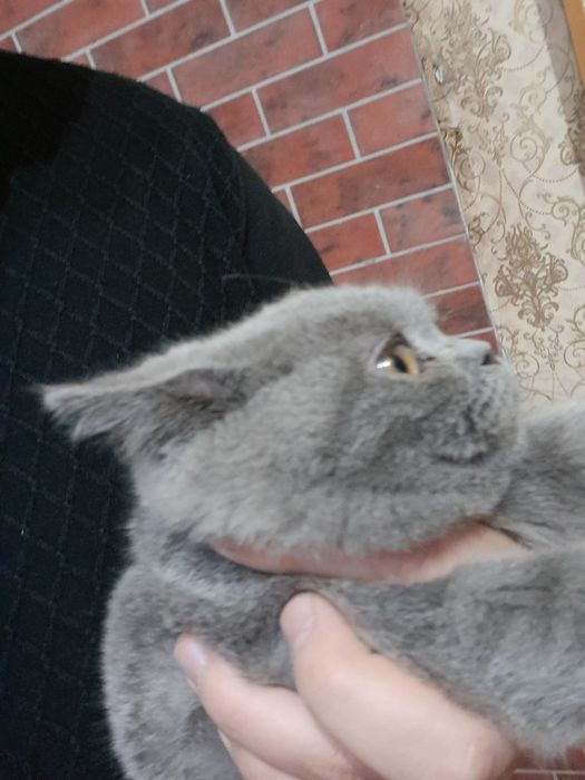 Британский кошка