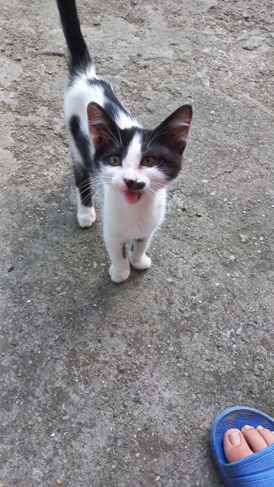 Подарявам 2 котета