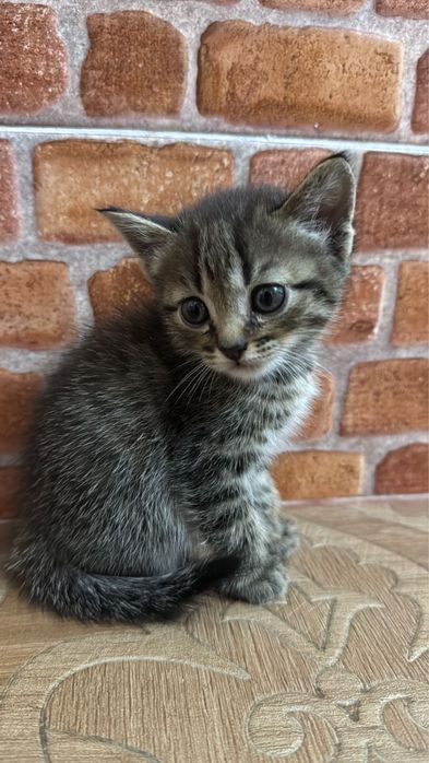 Котенок в добрые руки