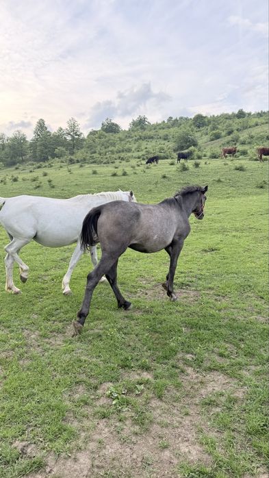 Vand manza  carlana  arab pentru echitatie