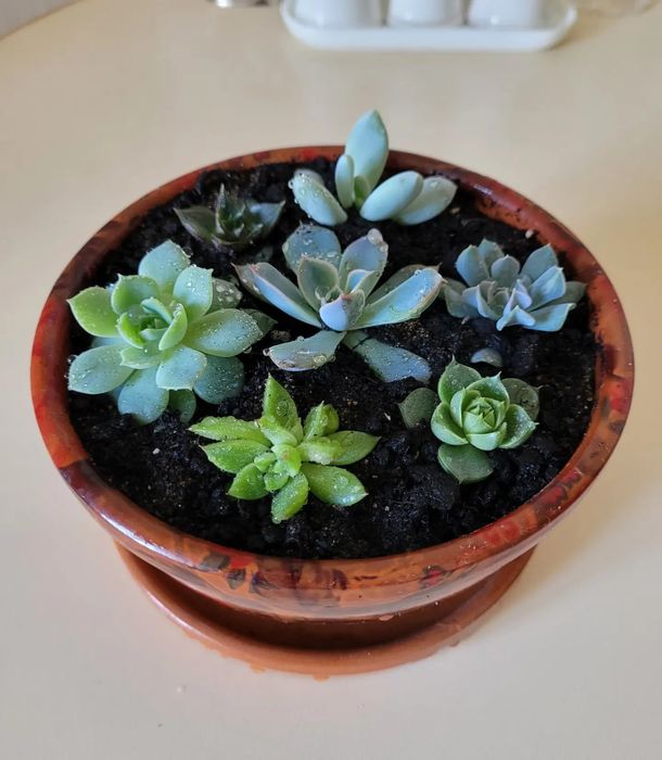 Цветы-прекрасный подарок