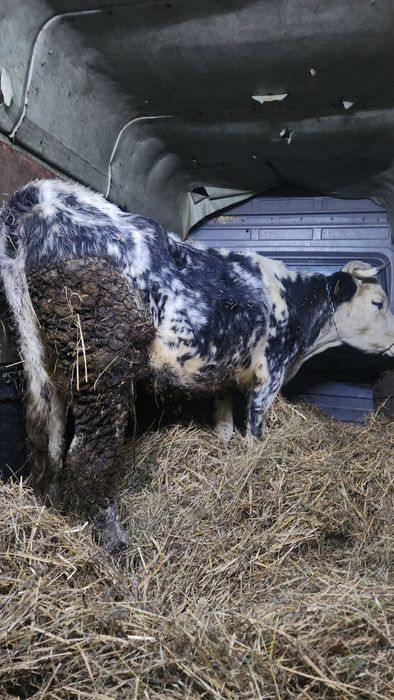 Vând vaca de abator