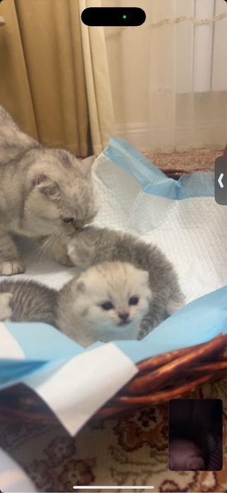 котята родились 5 апреля