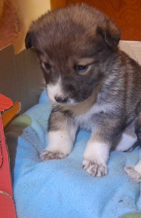 Сладко женско кученце с бяло петънце – търси семейство!