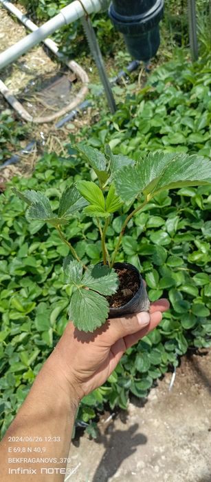 Qulupnay solxyang sortli ko'chatlar sotuvda