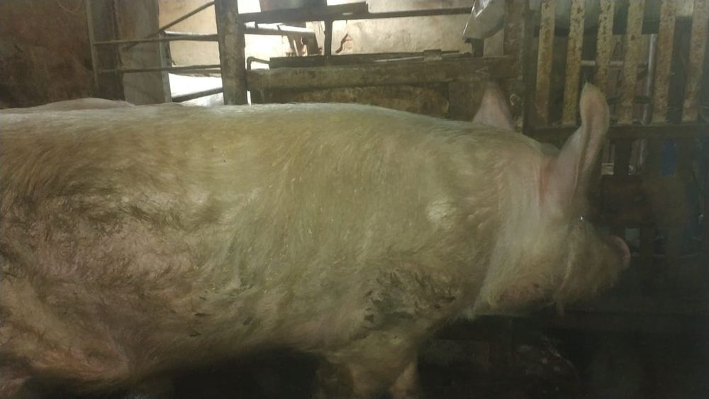 Продам хряка Йоркшир