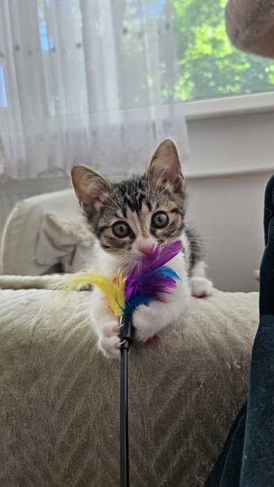 Pui pisica adoptie