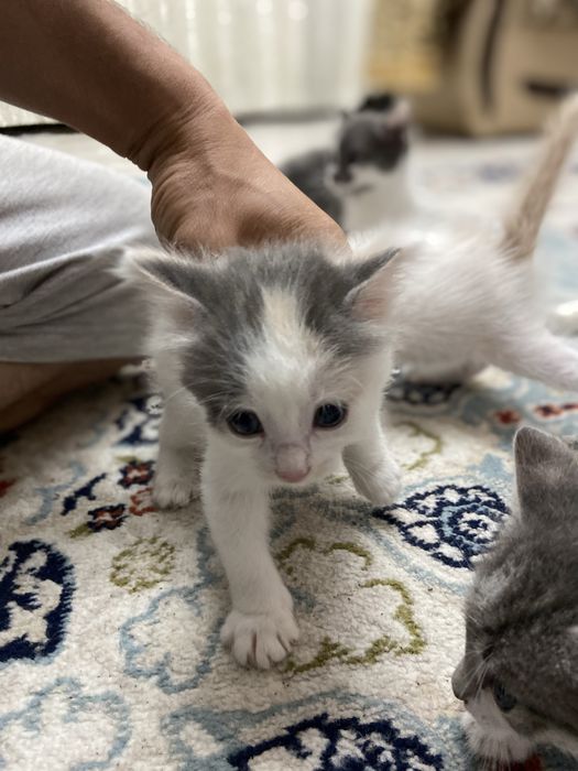 Отдам котят в хорошие руки