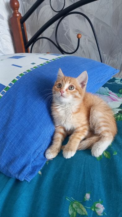 Отдам котёнка девочку