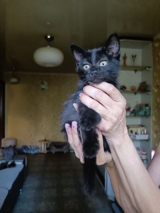 Милые котята мальчик и девочка