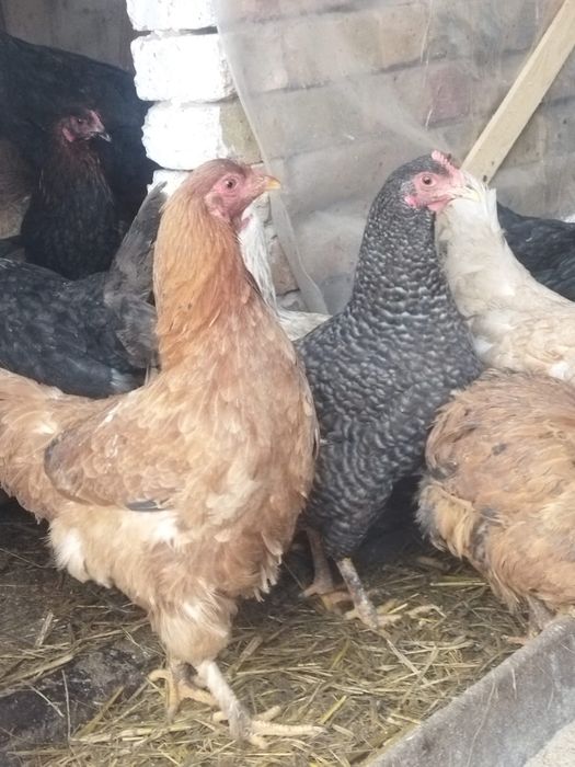 Продам куры домашние