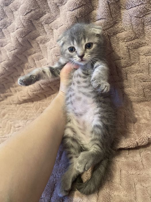 Шотландская вислоухая