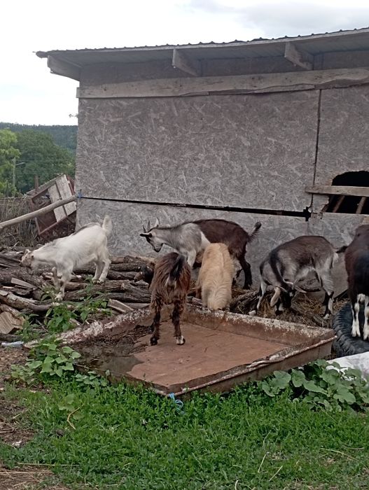Vând 2 capre și iezi