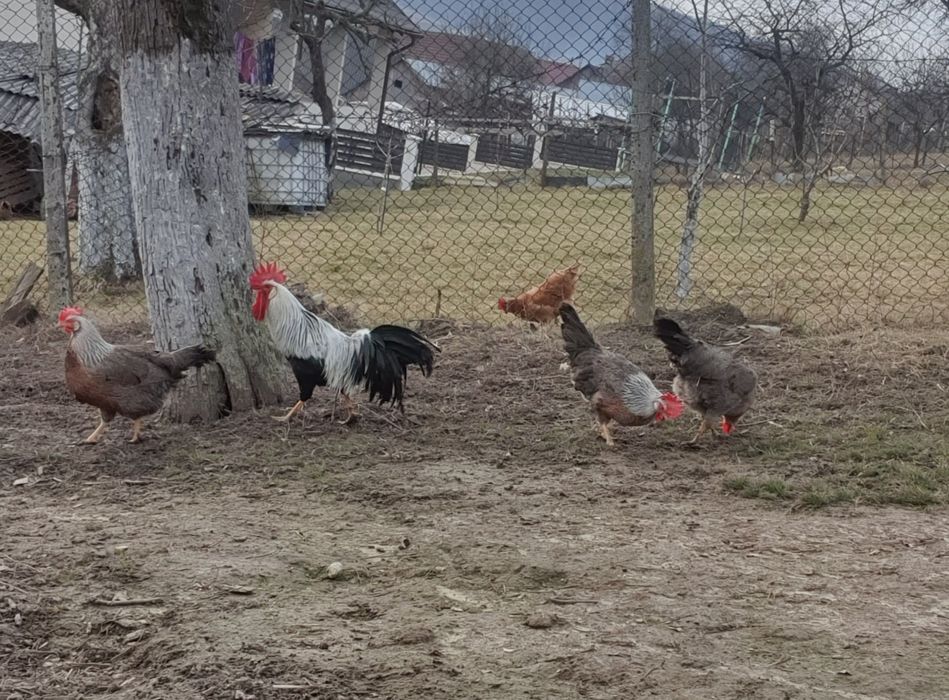 Ouă pentru incubat!