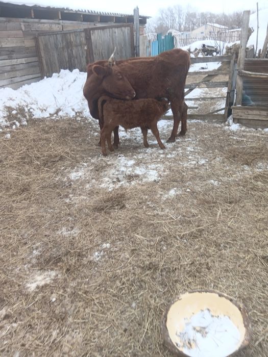 4 туган сиыр бузаумен сатылады